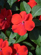 Impatiens Walleriana Red Oak 