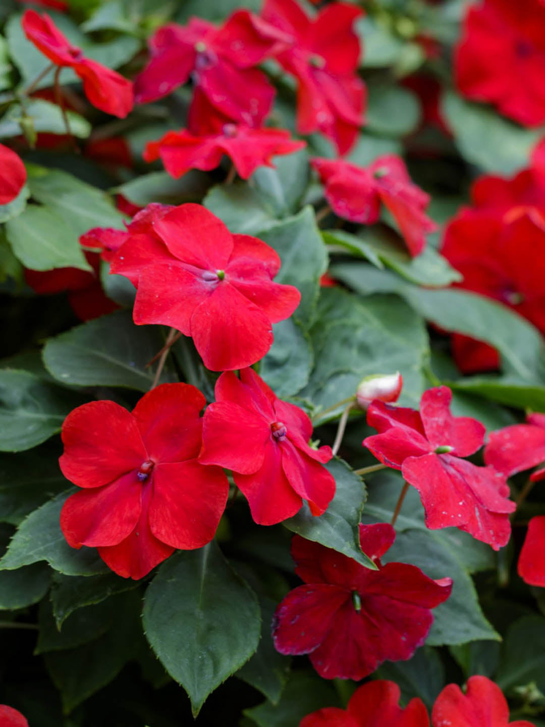 Impatiens Walleriana Red Oak 
