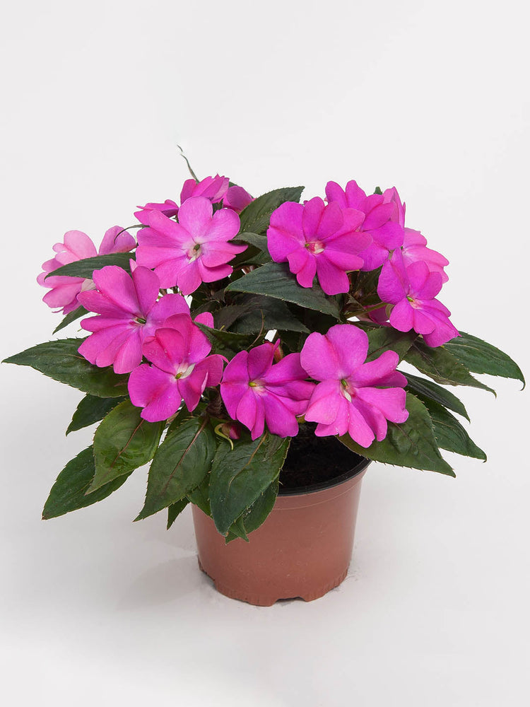 Impatiens Walleriana Purple Plant or Impatiens,Balsam with Green coloured leaves and Purple coloured flower 