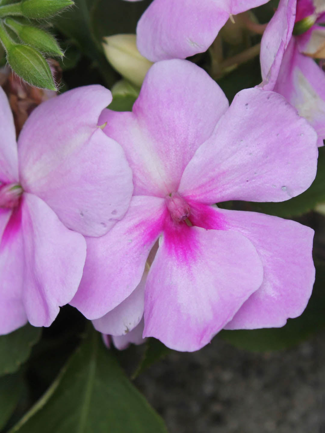 Impatiens Walleriana Purple 