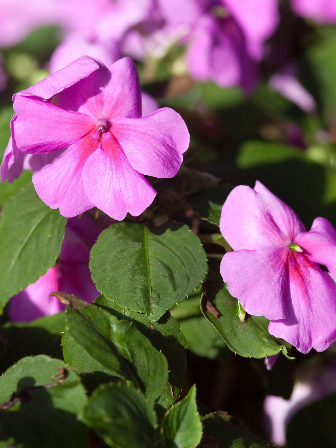Impatiens Walleriana Purple 