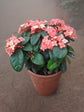 Ixora Chinensis Peach Plant or Flame of the Woods, Jungle Flame,Rugmini with Heart Shaped Green Leaf coloured leaves and Peach coloured flower 
