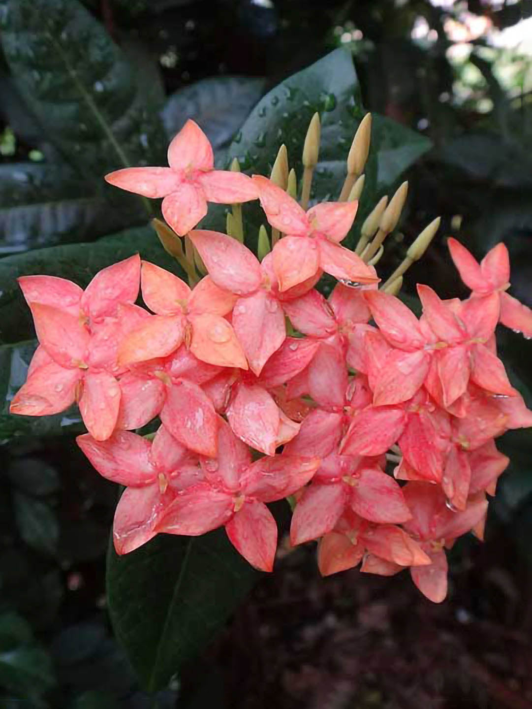 Ixora Chinensis Peach 