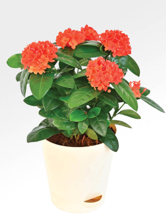 Ixora Coccinea Dark Orange Plant or Rugmini Dark Orange with Green coloured leaves and Red, Orange coloured flower 
