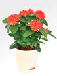 Ixora Coccinea Dark Orange Plant or Rugmini Dark Orange with Green coloured leaves and Red, Orange coloured flower 