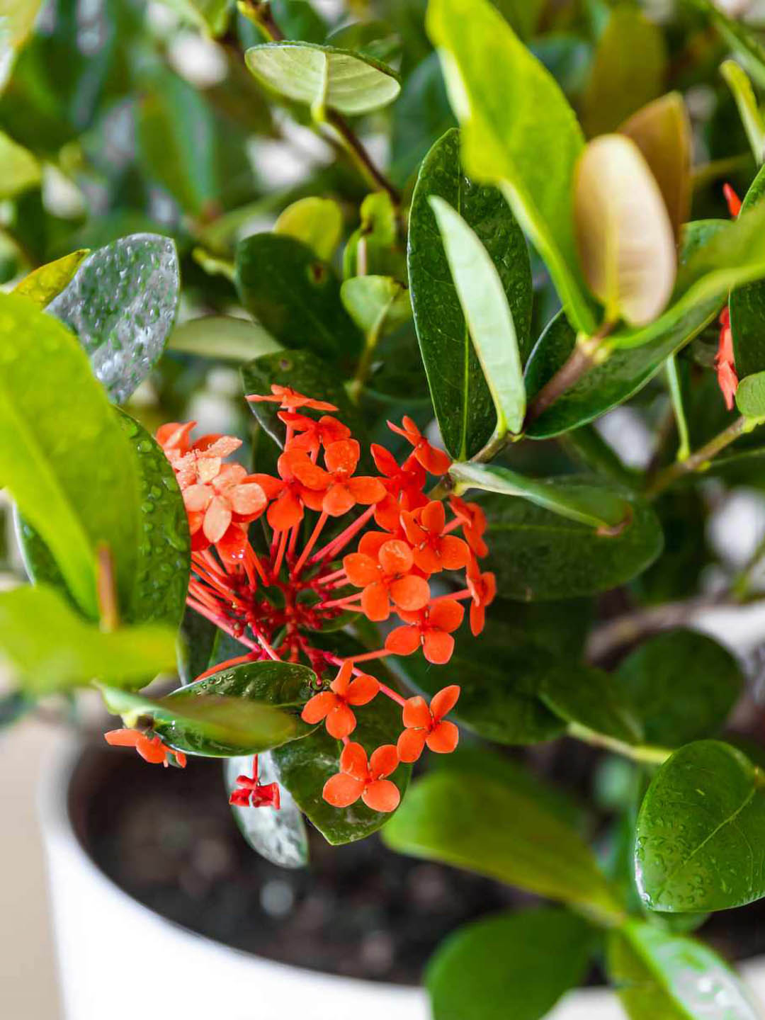 Ixora Coccinea Dark Orange 