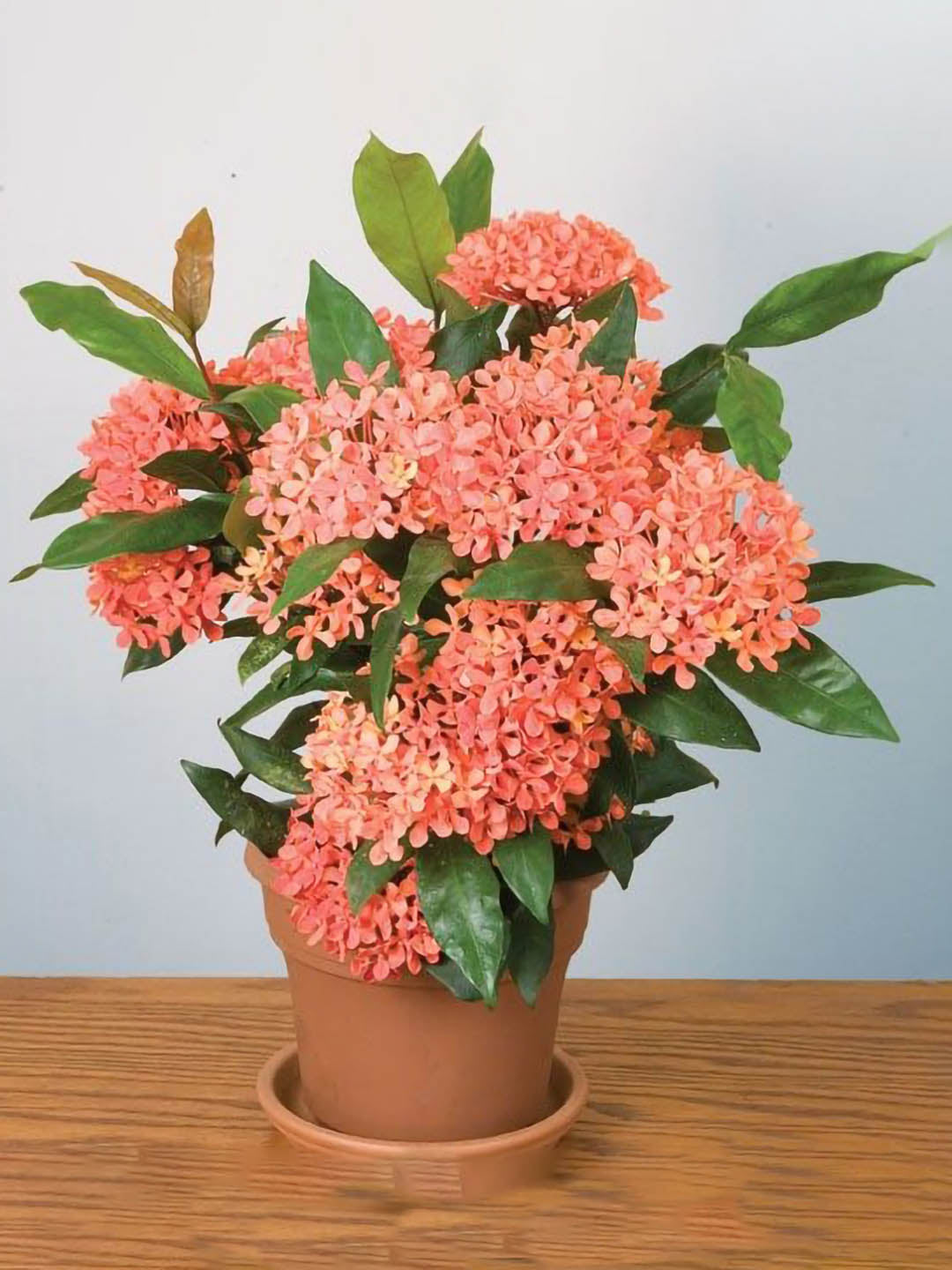 Ixora Coccinea Orange Plant or Rugmini Orange with Green coloured leaves and Orange coloured flower 