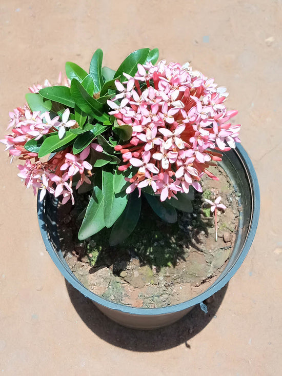 Ixora Coccinea Pink Plant or Flame of the Woods, Jungle Flame,Rugmini with Glossy Dark Green coloured leaves and Pink coloured flower 