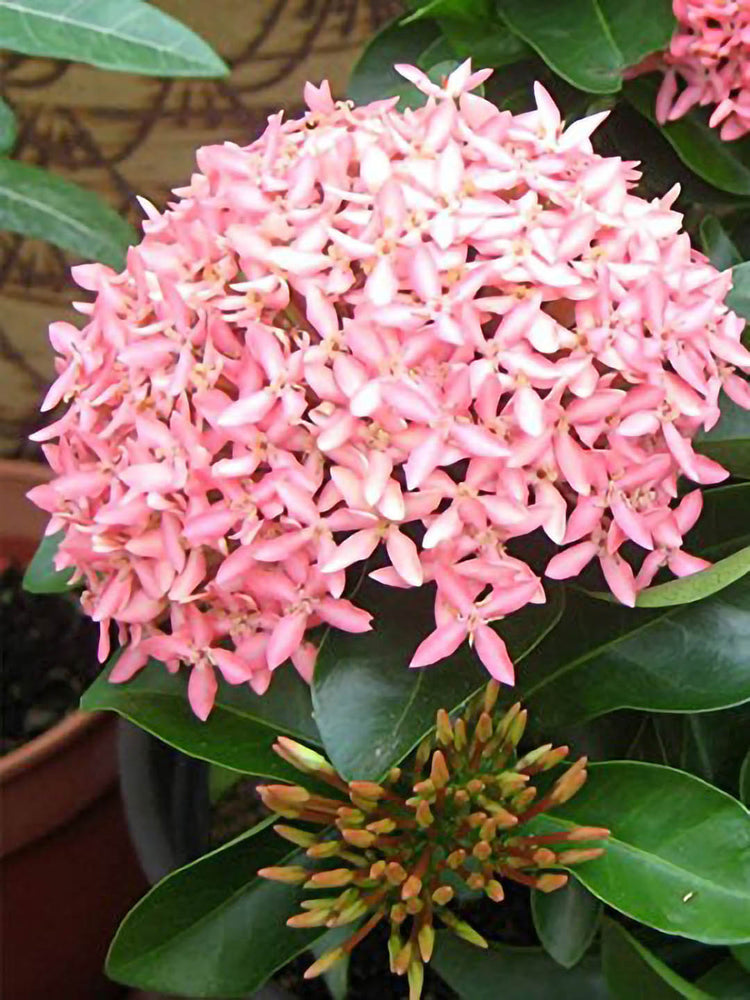 Ixora Coccinea Pink 