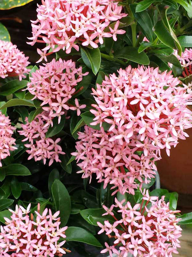 Ixora Coccinea Pink 