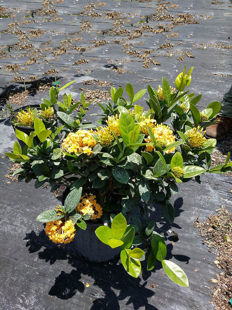 Ixora Coccinea Yellow Plant or Flame of the Woods, Jungle Flame, Rugmini with Glossy Dark Green coloured leaves and Yellow coloured flower 