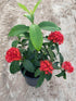 Ixora Coccinea Red Plant or Jungle Geraniums with Green coloured leaves and Red coloured flower 