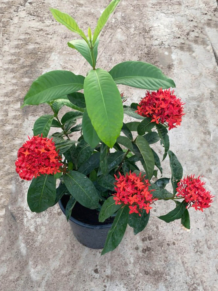 Ixora Coccinea Red Plant or Jungle Geraniums with Green coloured leaves and Red coloured flower 