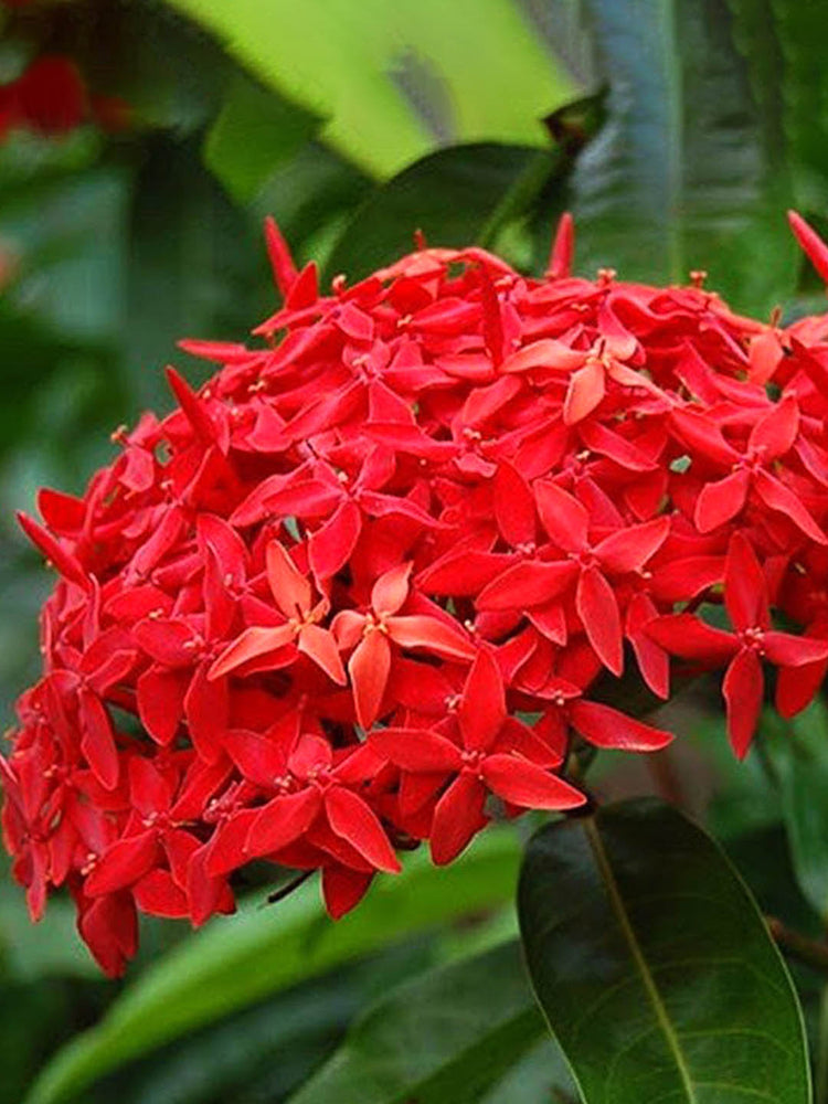 Ixora Coccinea Red 