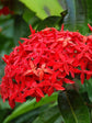 Ixora Coccinea Red 