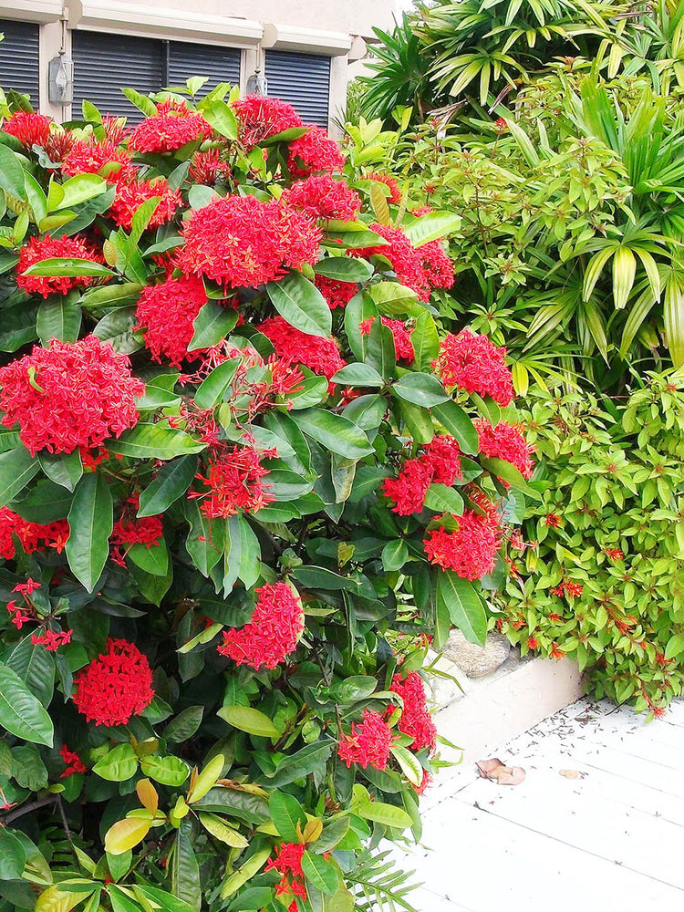 Ixora Coccinea Red 