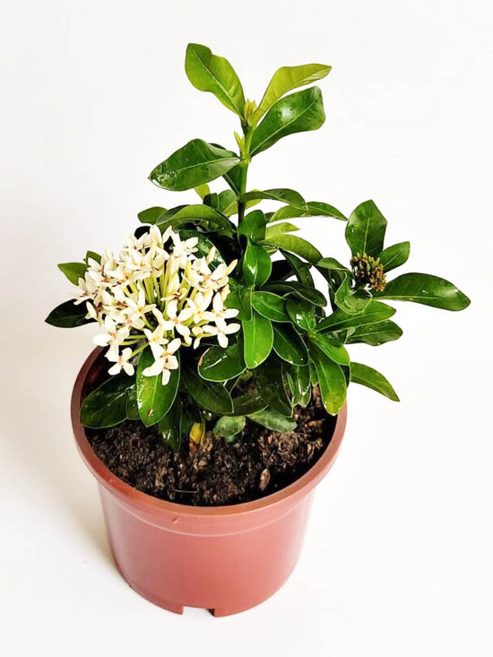 Ixora Dwarf White Plant or Siamese Whitte Ixora with Green coloured leaves and White coloured flower 