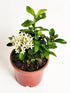 Ixora Dwarf White Plant or Siamese Whitte Ixora with Green coloured leaves and White coloured flower 