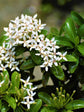 Ixora Dwarf White