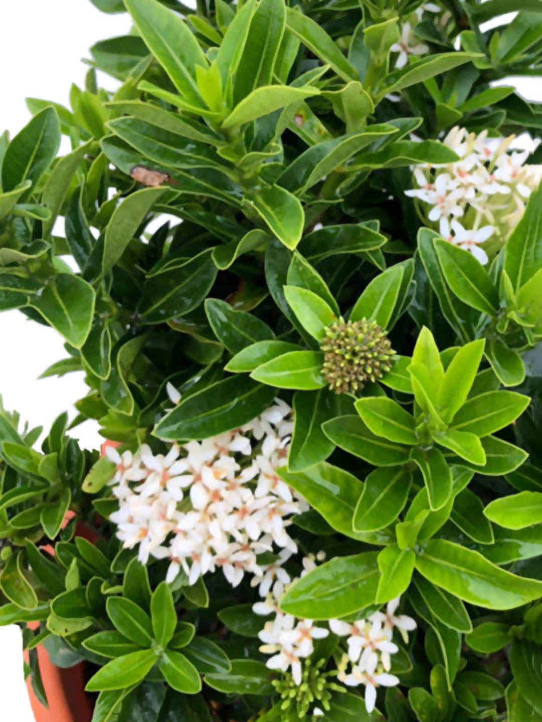Ixora Dwarf White