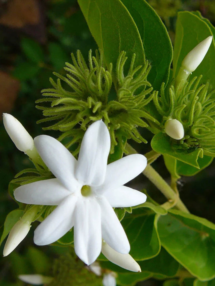 Jasminum Sambac Plant or Arabian Jasmine with Green coloured leaves and White coloured flower 
