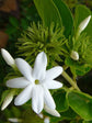 Jasminum Sambac Plant or Arabian Jasmine with Green coloured leaves and White coloured flower 