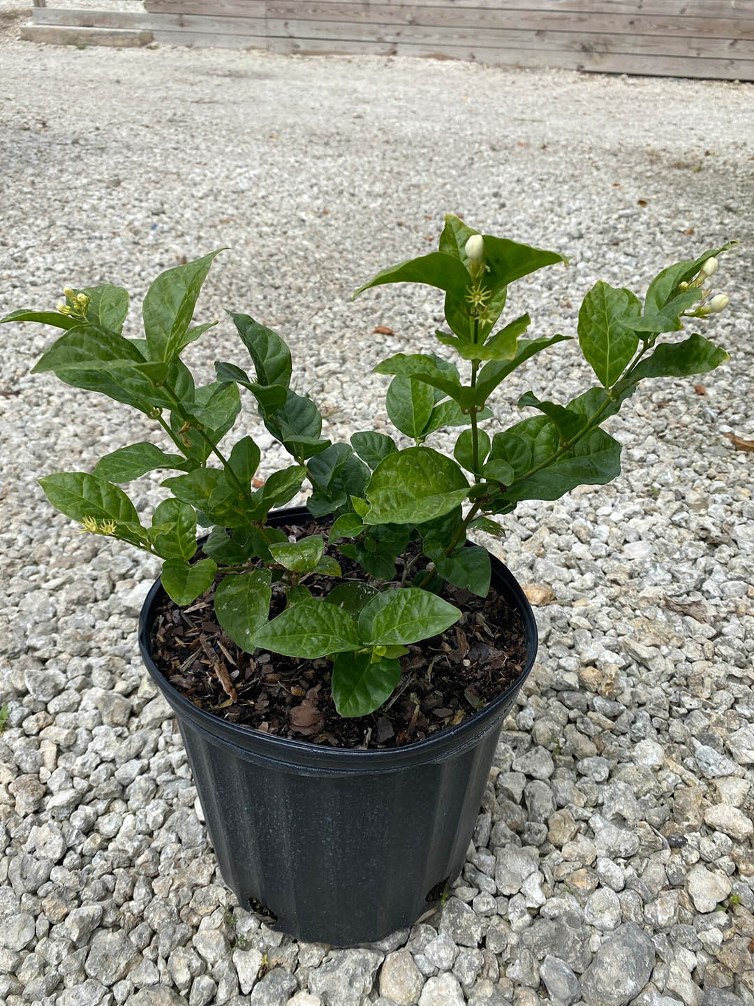 Jasminum Sambac