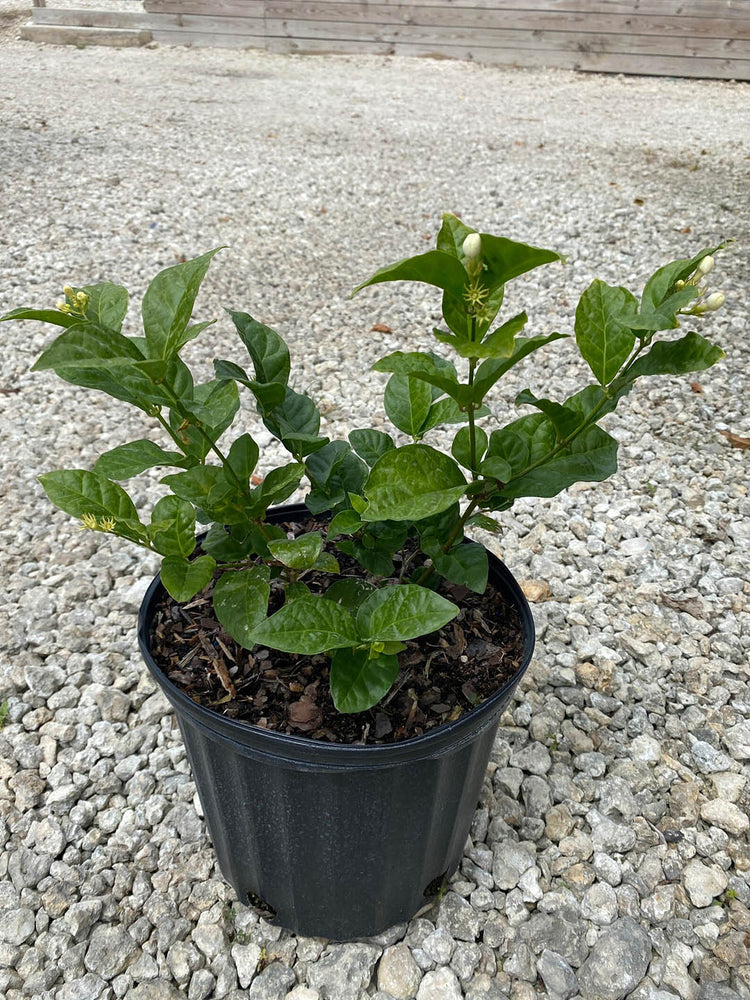 Jasminum Sambac