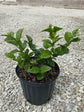 Jasminum Sambac