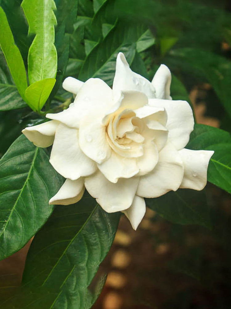 Jasminoides Gardenia Plant or Cape Jasmine with Green coloured leaves and White coloured flower 