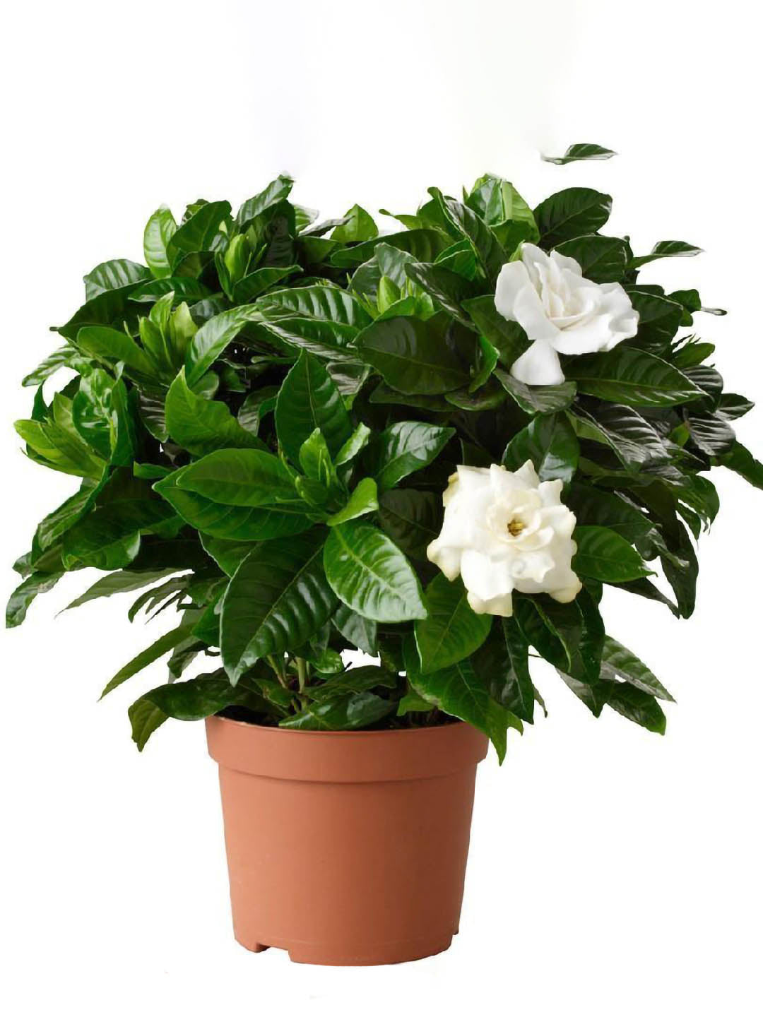 Jasminoides Gardenia