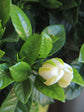 Jasminoides Gardenia