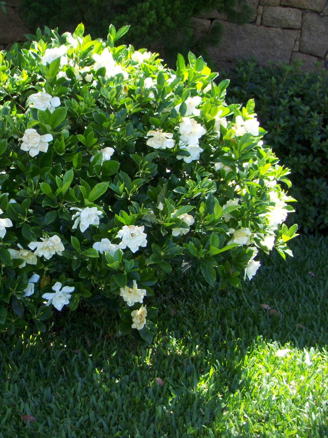 Jasminoides Gardenia