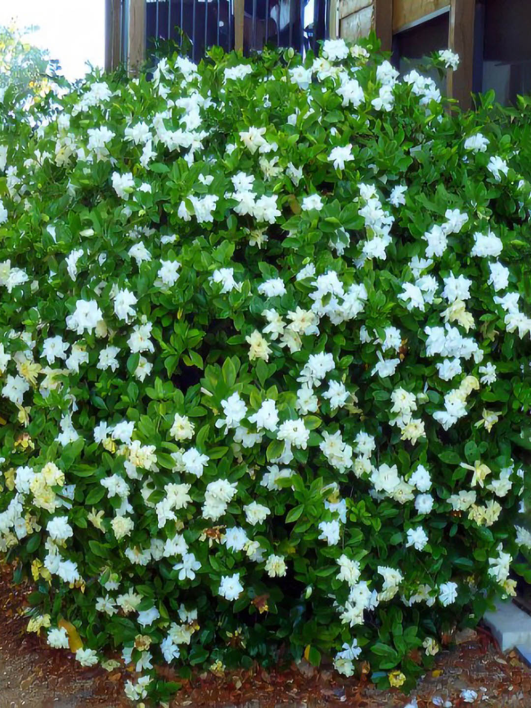 Jasminoides Gardenia