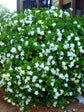 Jasminoides Gardenia
