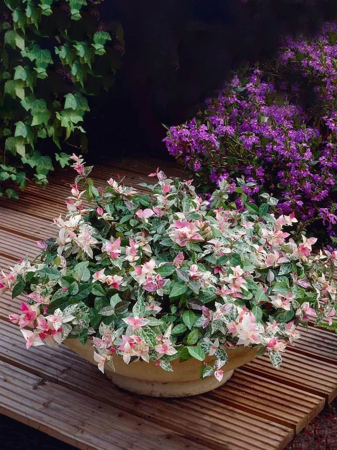 Jasminum Tricolor Asiatic J Plant or Trachelospermum asiaticum (Asiatic Jasmine) Snow-N-Summer with Green, Pink and White coloured leaves and White coloured flower 