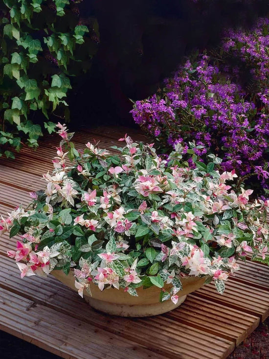 Jasminum Tricolor Asiatic J Plant or Trachelospermum asiaticum (Asiatic Jasmine) Snow-N-Summer with Green, Pink and White coloured leaves and White coloured flower 