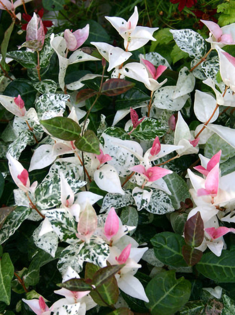 Jasminum Tricolor Asiatic J