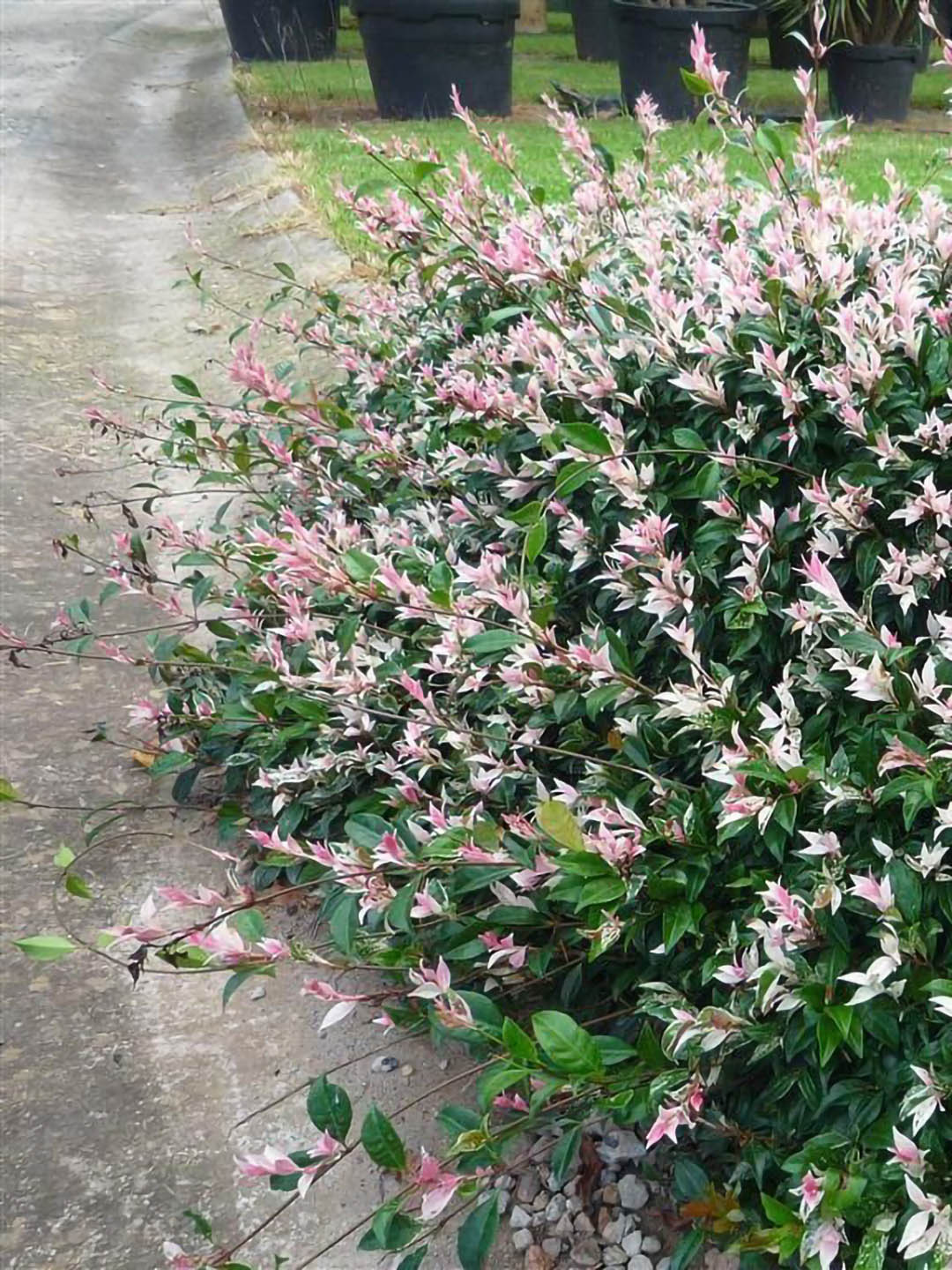 Jasminum Tricolor Asiatic J