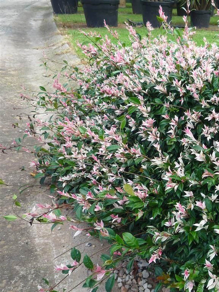 Jasminum Tricolor Asiatic J