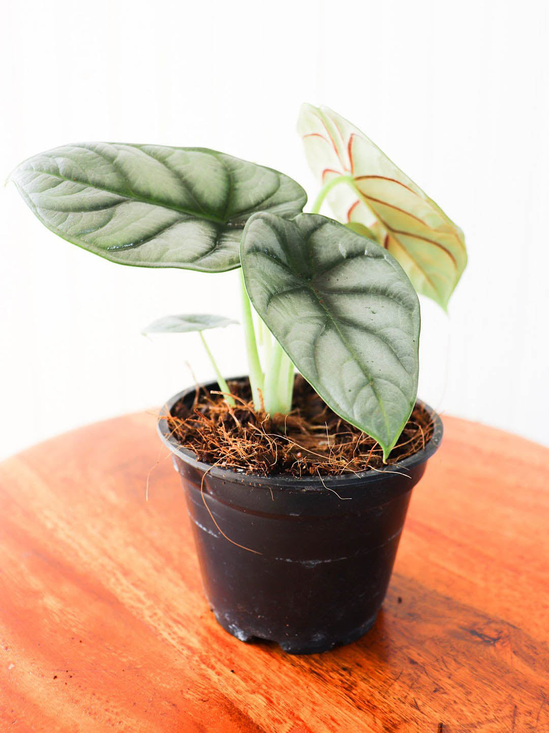 Alocasia Silver Dragon Plant or Alocasia baginda Silver Dragon with Silver coloured leaves