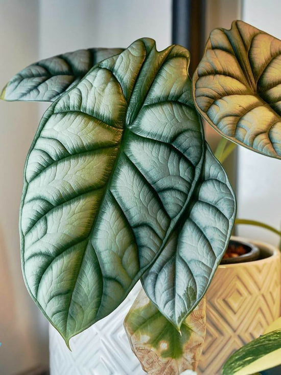 Alocasia Silver Dragon