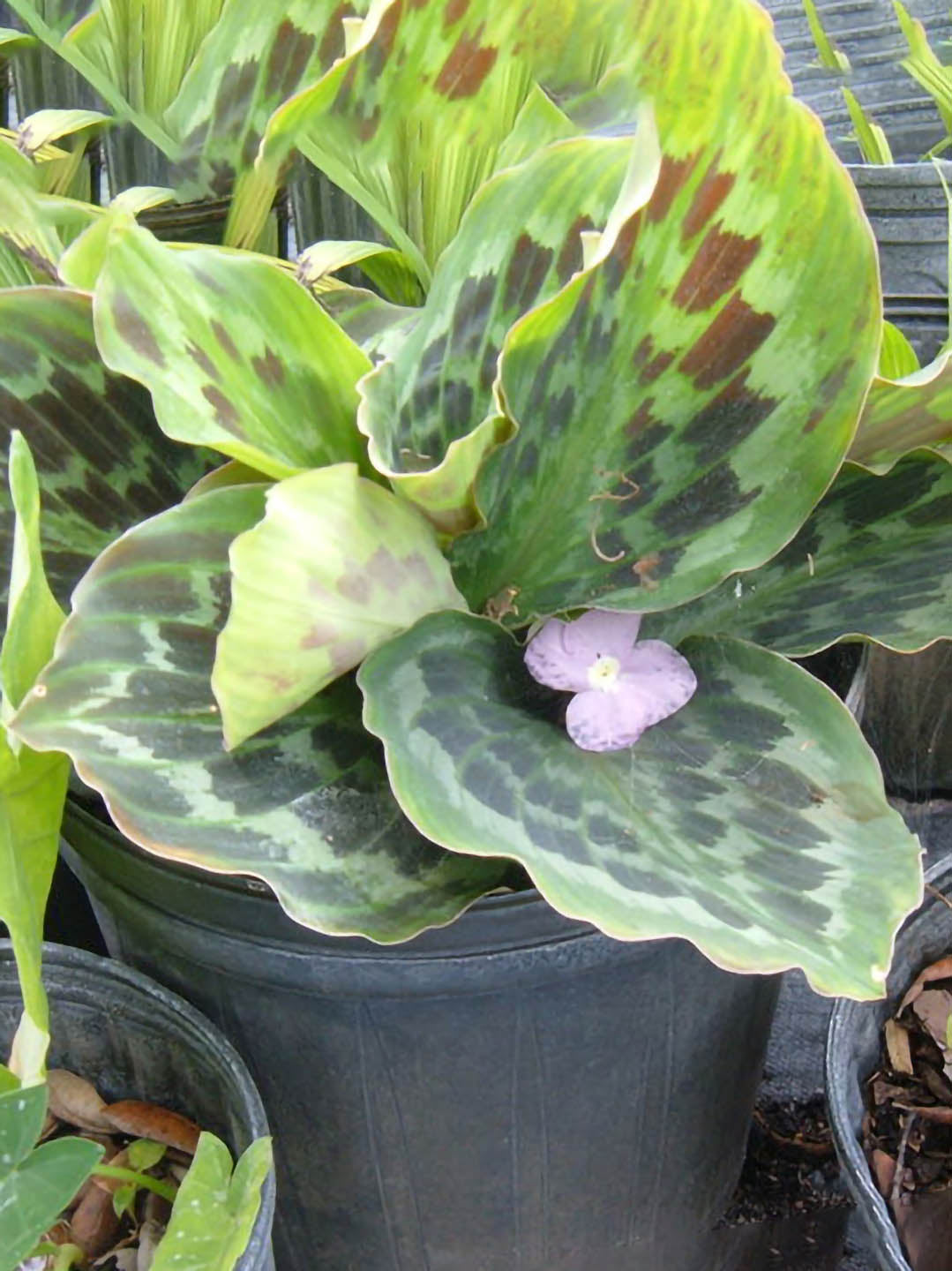 Kaempferia Laotica Plant or Peacock Ginger Plant with Green, White coloured leaves and Violet coloured flower 