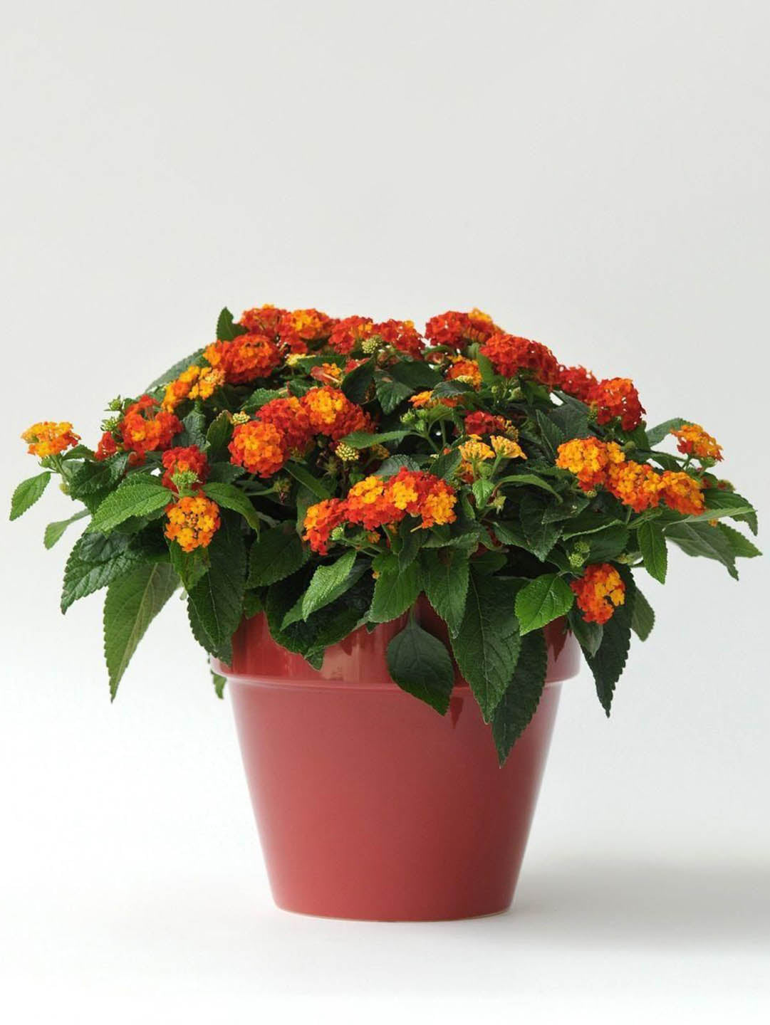 Lantana Camara Flame Red Plant or Verbenaceae with Green coloured leaves and Red and Yellow coloured flower 