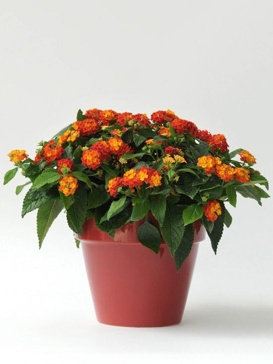 Lantana Camara Flame Red Plant or Verbenaceae with Green coloured leaves and Red and Yellow coloured flower 