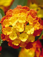 Lantana Camara Flame Red 