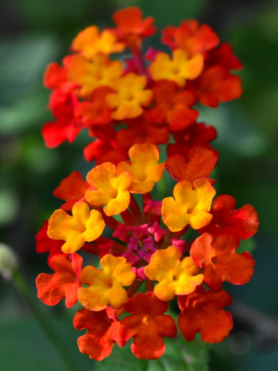 Lantana Camara Flame Red 