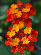 Lantana Camara Flame Red 