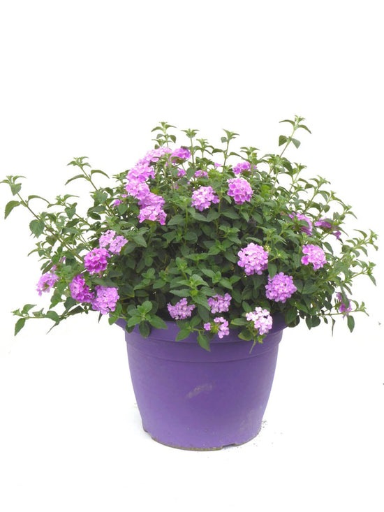 Lantana Camara Lavender Plant or Verbenaceae with Green coloured leaves and Lavender coloured flower 