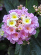 Lantana Camara Lavender 